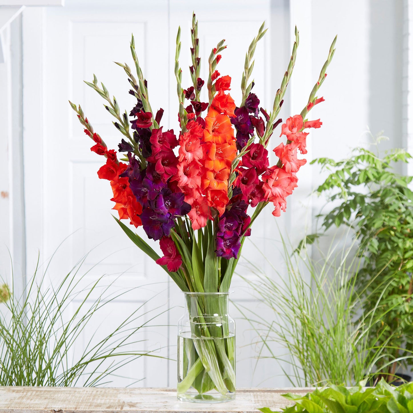 Passion Mix Gladiolus bouquet showing the vibrant red and purple colors.