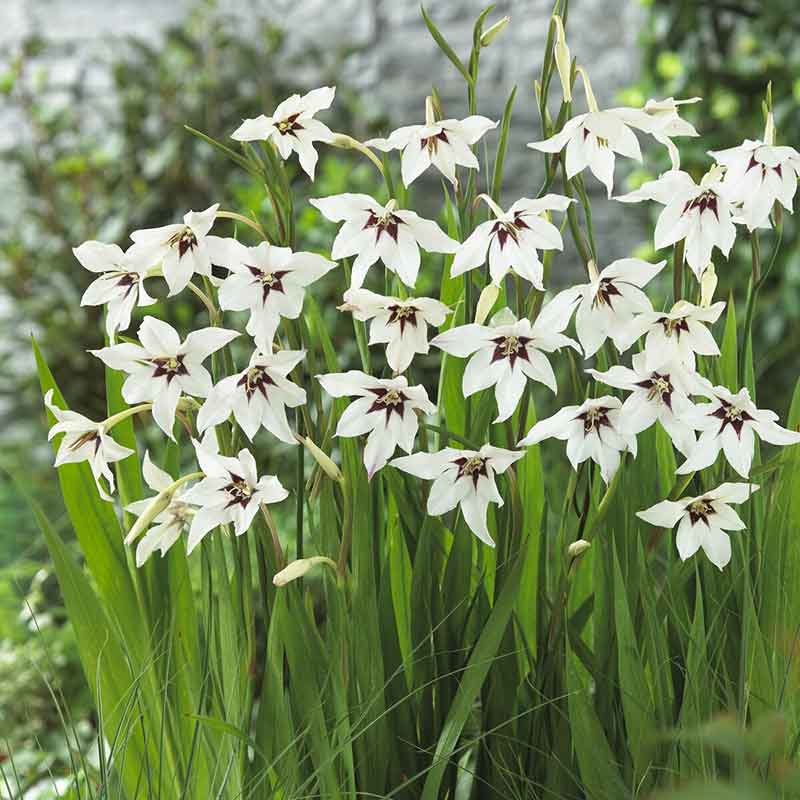 A white cluster of Peacock Orchid Gladiolus flowers in a garden setting.