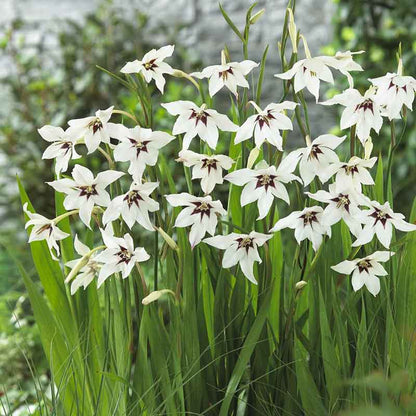 A white cluster of Peacock Orchid Gladiolus flowers in a garden setting.