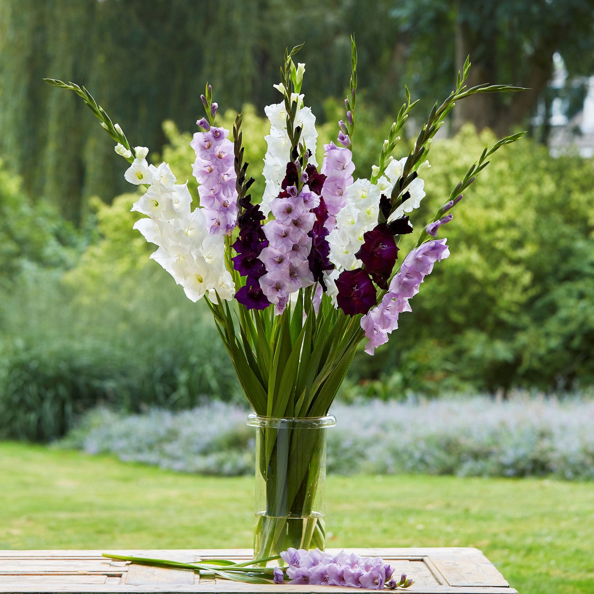 Purple Feather Mix Gladiolus bouquet showing the vibrant white and purple colors.