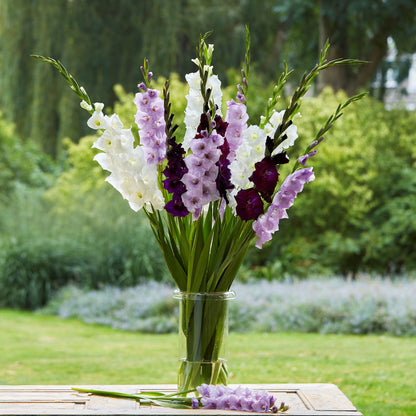 Purple Feather Mix Gladiolus bouquet showing the vibrant white and purple colors.
