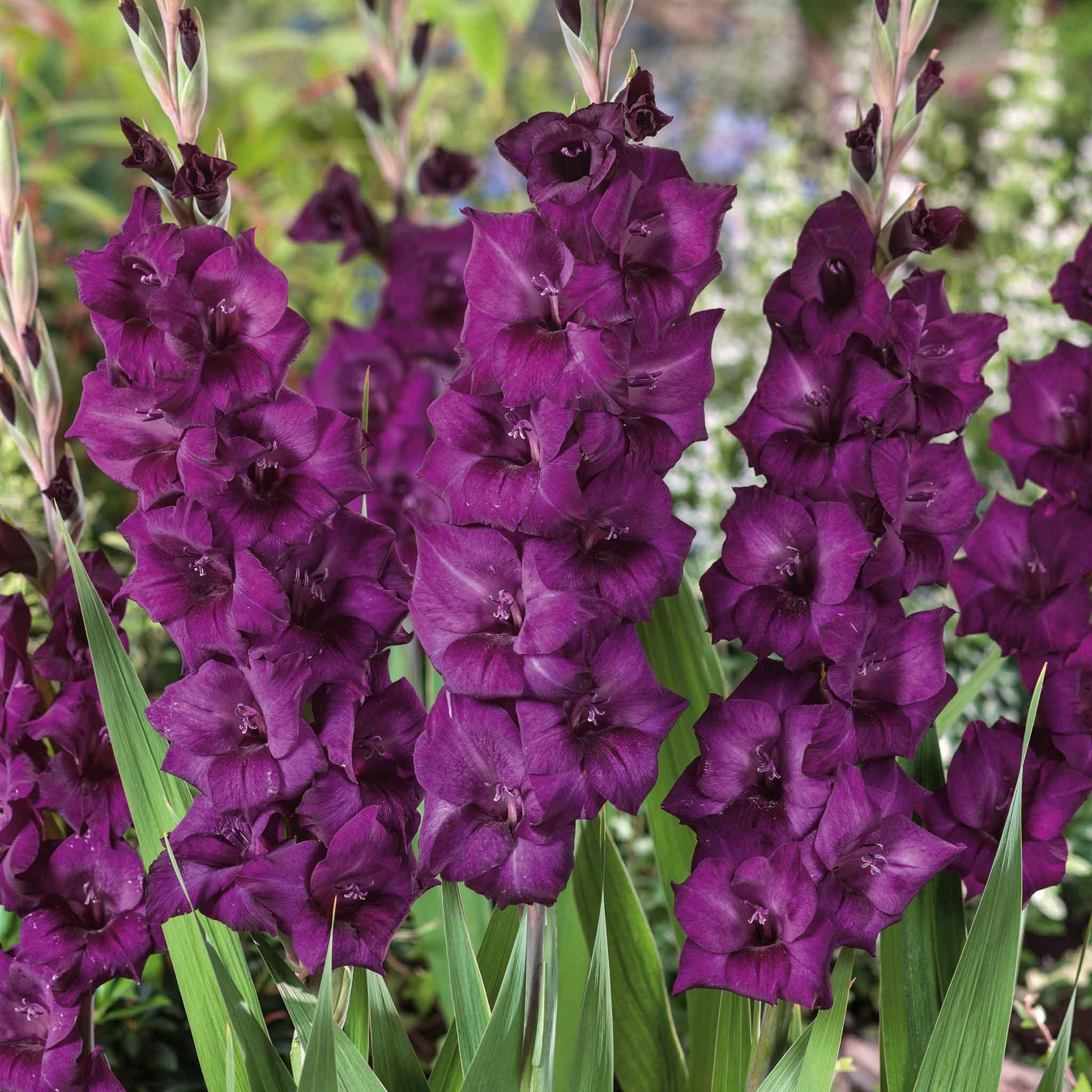 Close-up of vibrant purple flora gladiolus flowers blooming with green stems and leaves against a blurred background.