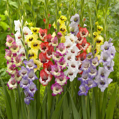 Rainbow Mix gladiolus flowers in various colors, showcasing their tall stalks and multiple blooms.