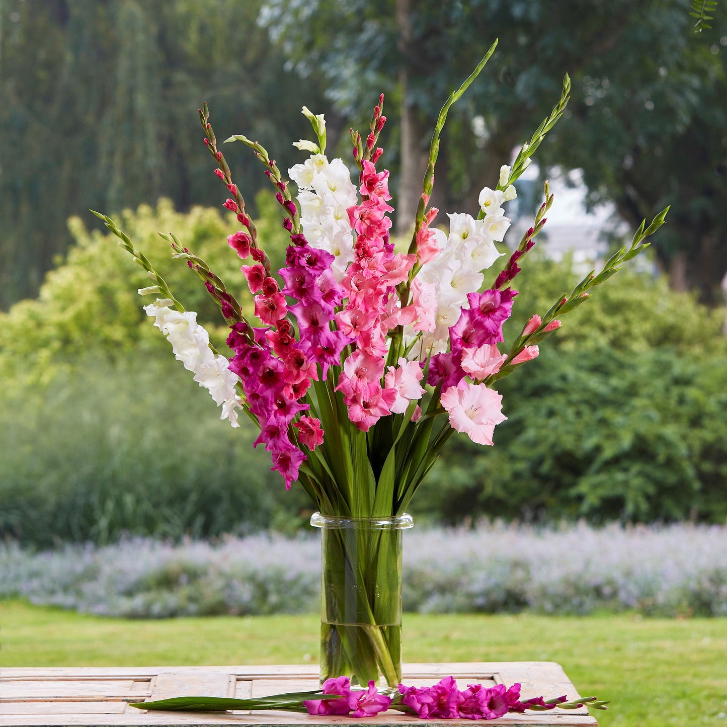 Romantic Mix Gladiolus bouquet showing the pastel red and white colors.