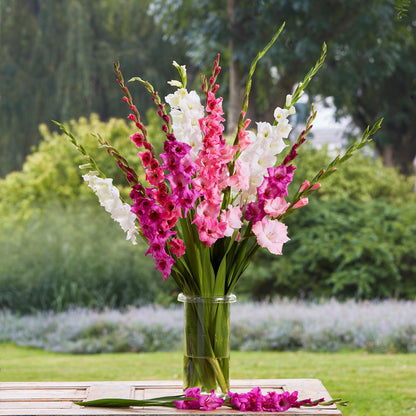 Romantic Mix Gladiolus bouquet showing the pastel red and white colors.