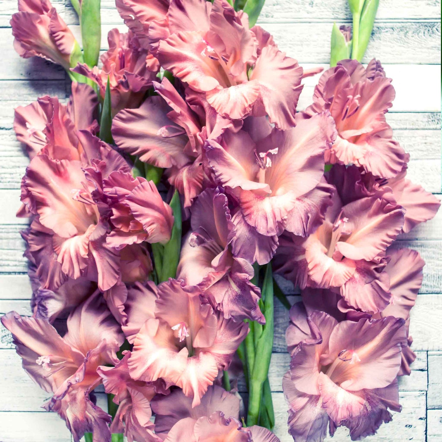 A close-up of a purple smokey gladiolus flower with ruffled petals and a lighter throat.