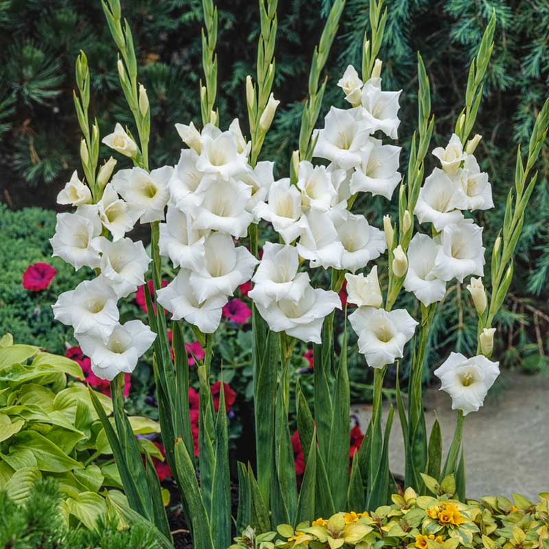 White Prosperity gladiolus flowers with green stems against a blurred green background. | copyright: Floramedia UK Ltd