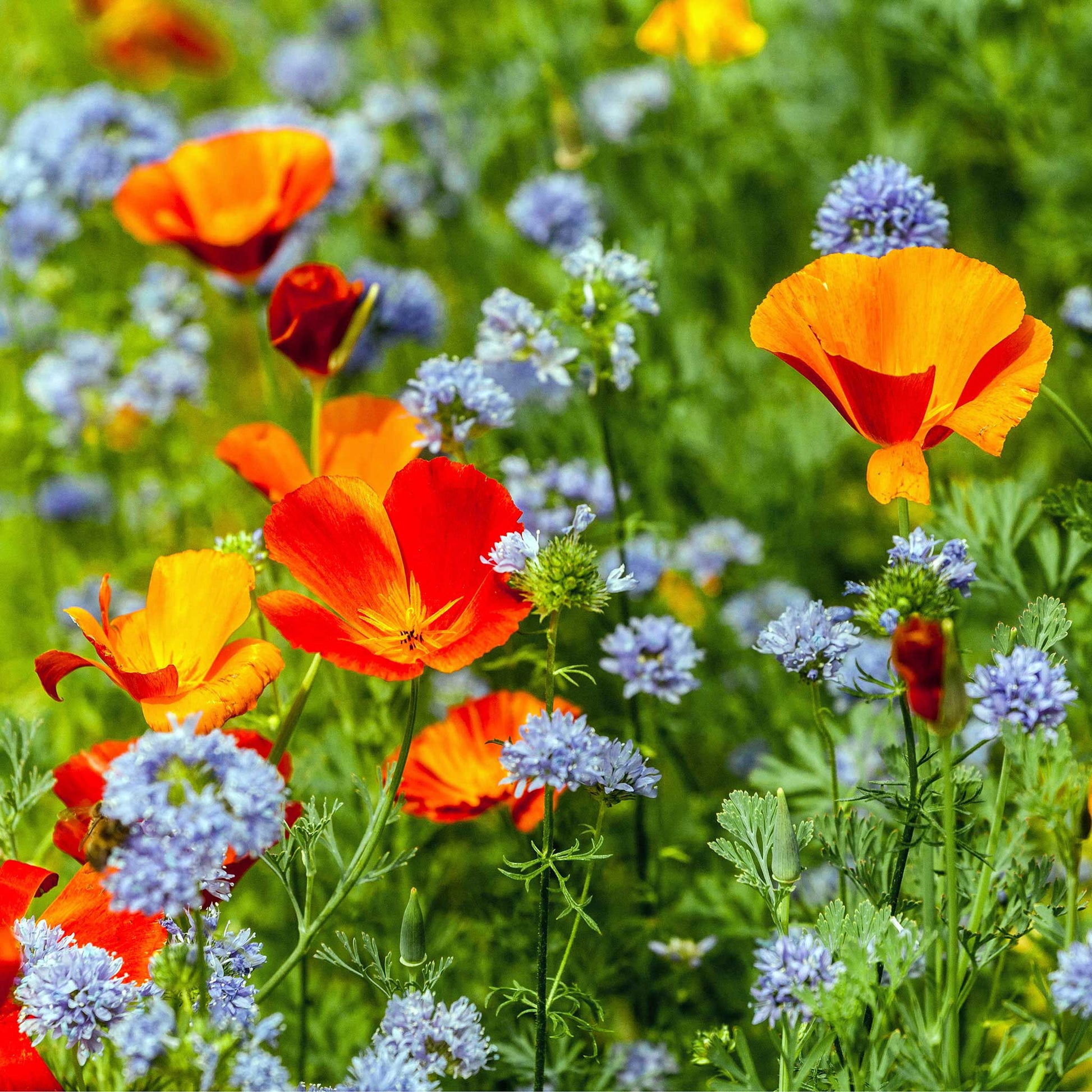 Blue globe gilia flowers growing alongside orange flowers in a bright garden setting.