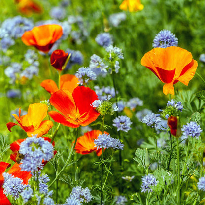 Blue globe gilia flowers growing alongside orange flowers in a bright garden setting.