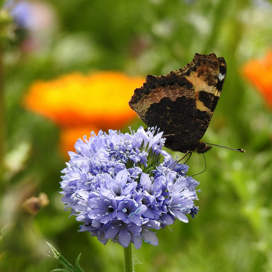 Blue globe gilia flower with a butterfly against a blurred orange and green background.