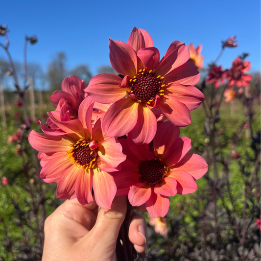 Glowing Ember Dahlia Tuber – spring-planted flower bulb