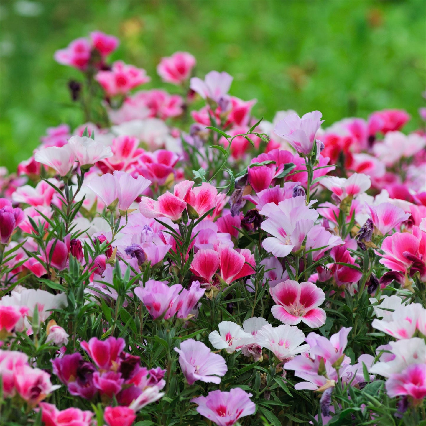 A close-up of a pink and white Godetia flower, showcasing its delicate petals and vibrant colors.