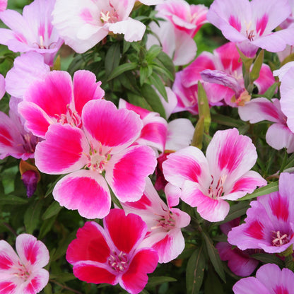 Close-up of a pink Godetia flower with ruffled petals, set against a blurred green background.
