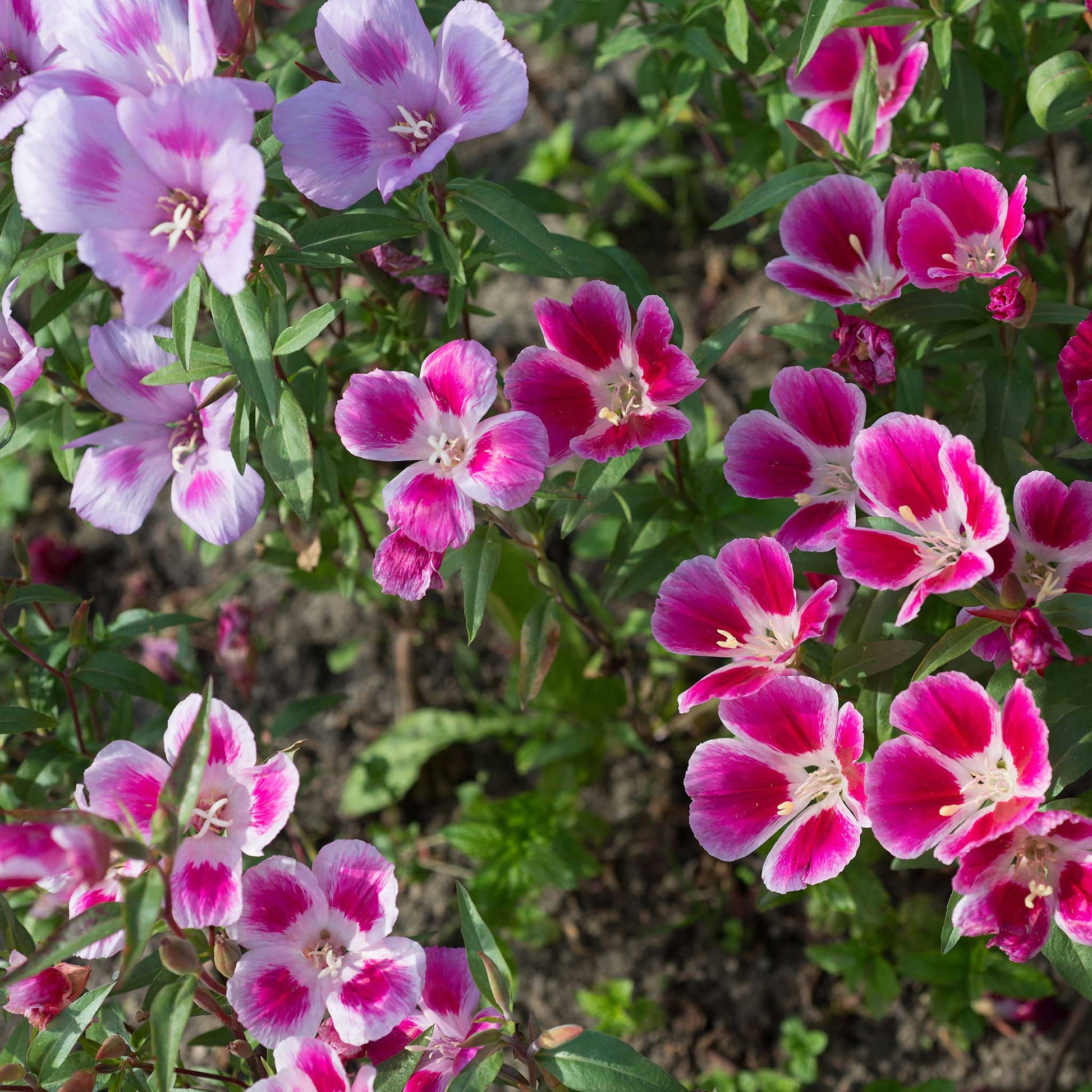 Pink, white, and red godetia flowers bloom in a garden, with green foliage and soft sunlight.