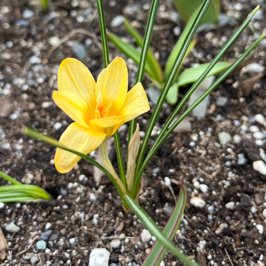 Crocus chrysanthus 'Goldilocks'