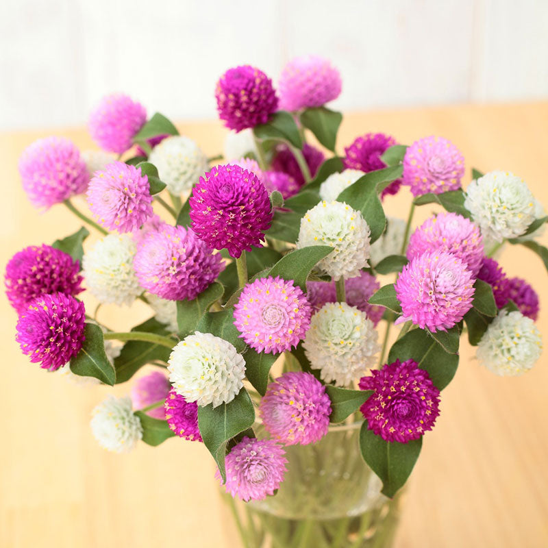 Pink and white gomphrena ping pong flowers in a vase against a plain background.