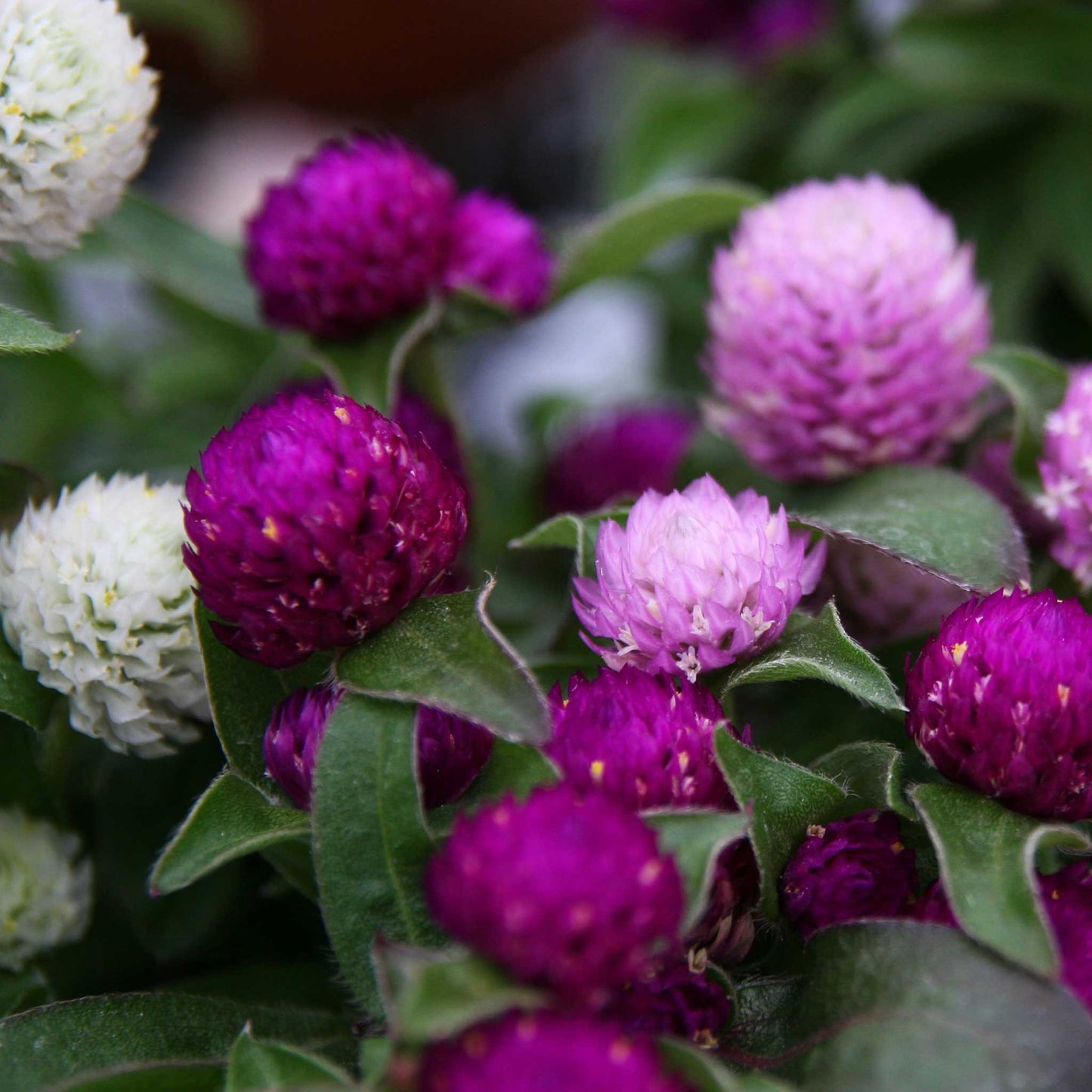Pink and white gomphrena ping pong flowers against a blurred green background.