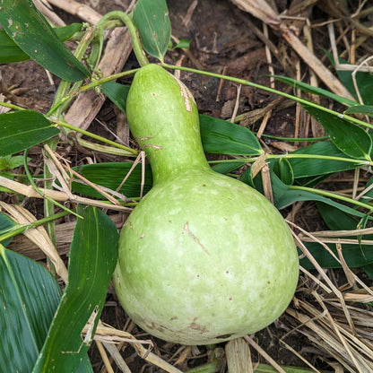 A dried birdhouse gourd, light green and smooth, rests on a dark background.