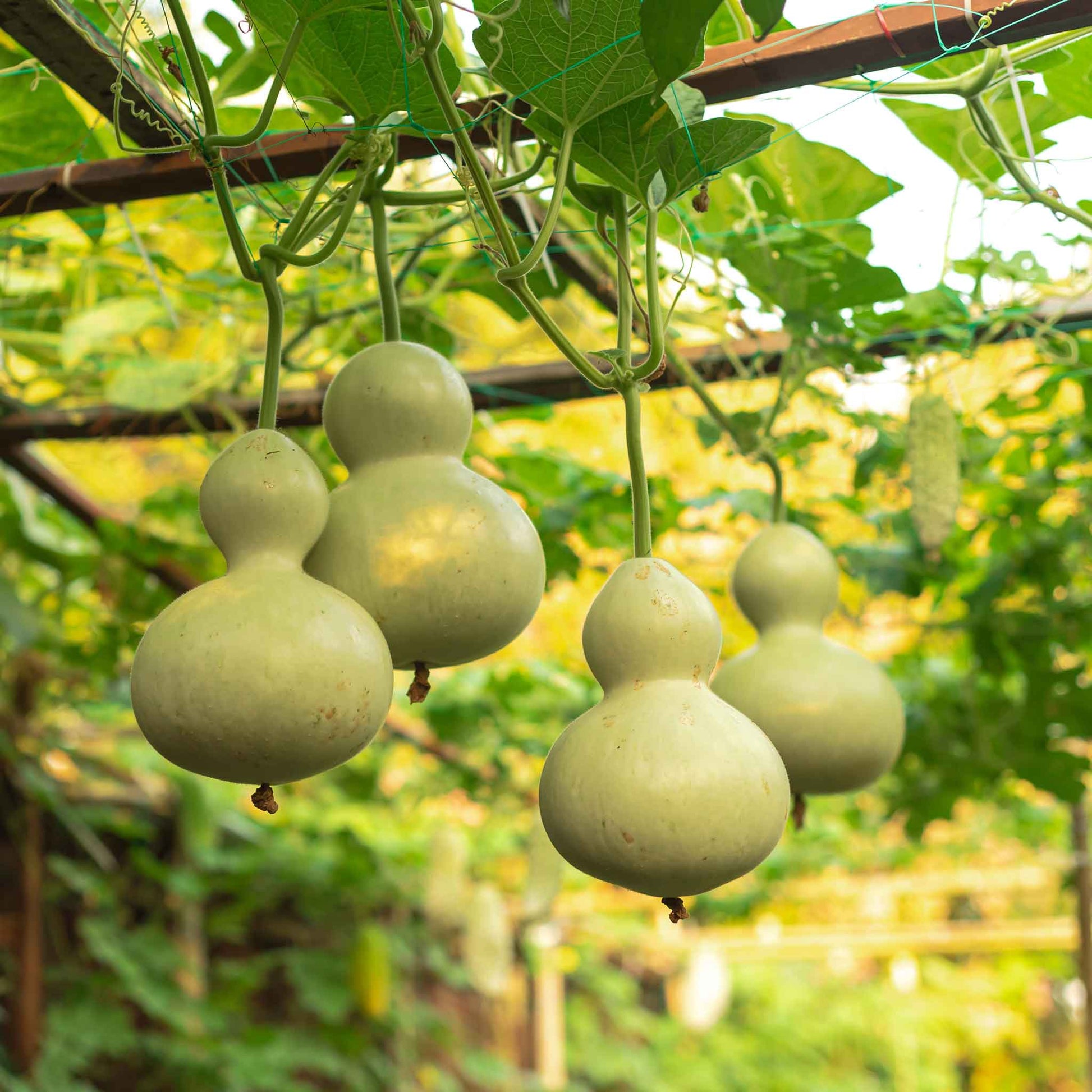 Several birdhouse/bottle gourds hanging from a vine with a blurred background.