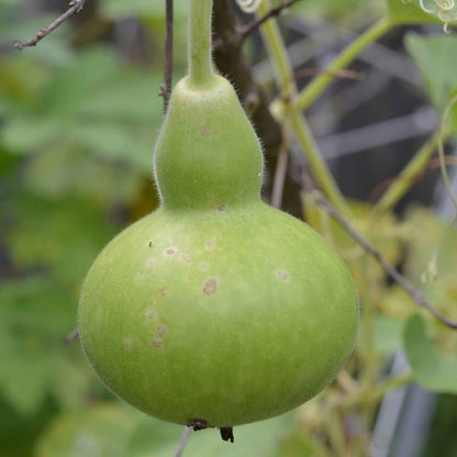 A dried birdhouse gourd, light green and mottled with some darker spots, hanging from a vine.
