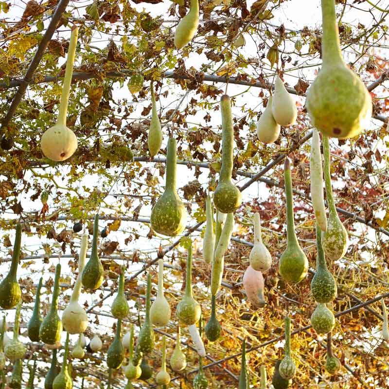 Several Dipper Gourdes hanging from curved stakes showing their bulbous bodies and long stems.