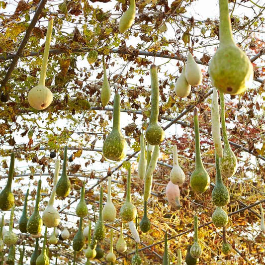 Several Dipper Gourdes hanging from curved stakes showing their bulbous bodies and long stems.