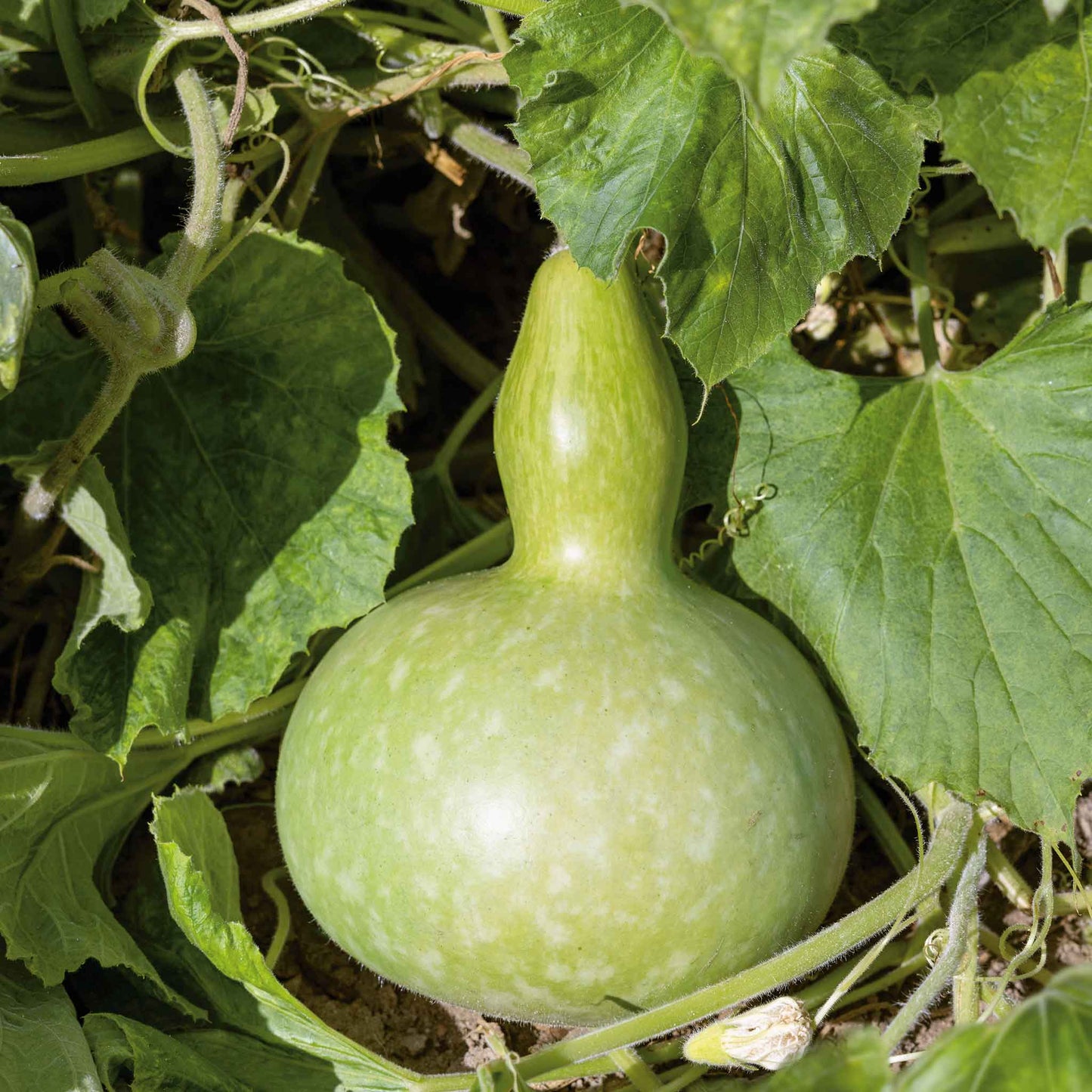 A large, green, Giant Bottle gourd is displayed among green leaves.