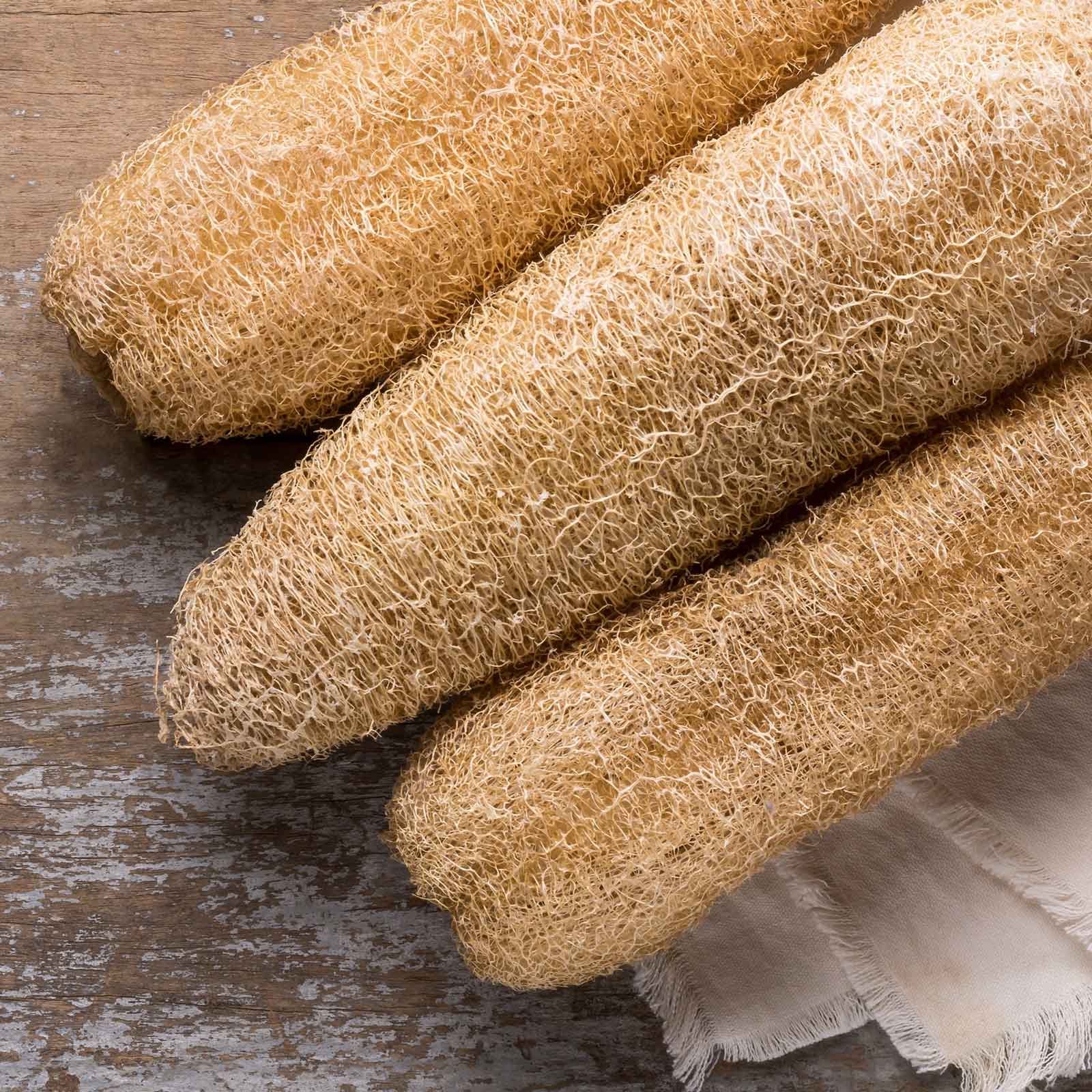 Several luffa gourds dried and showing their sponge-like exterior.