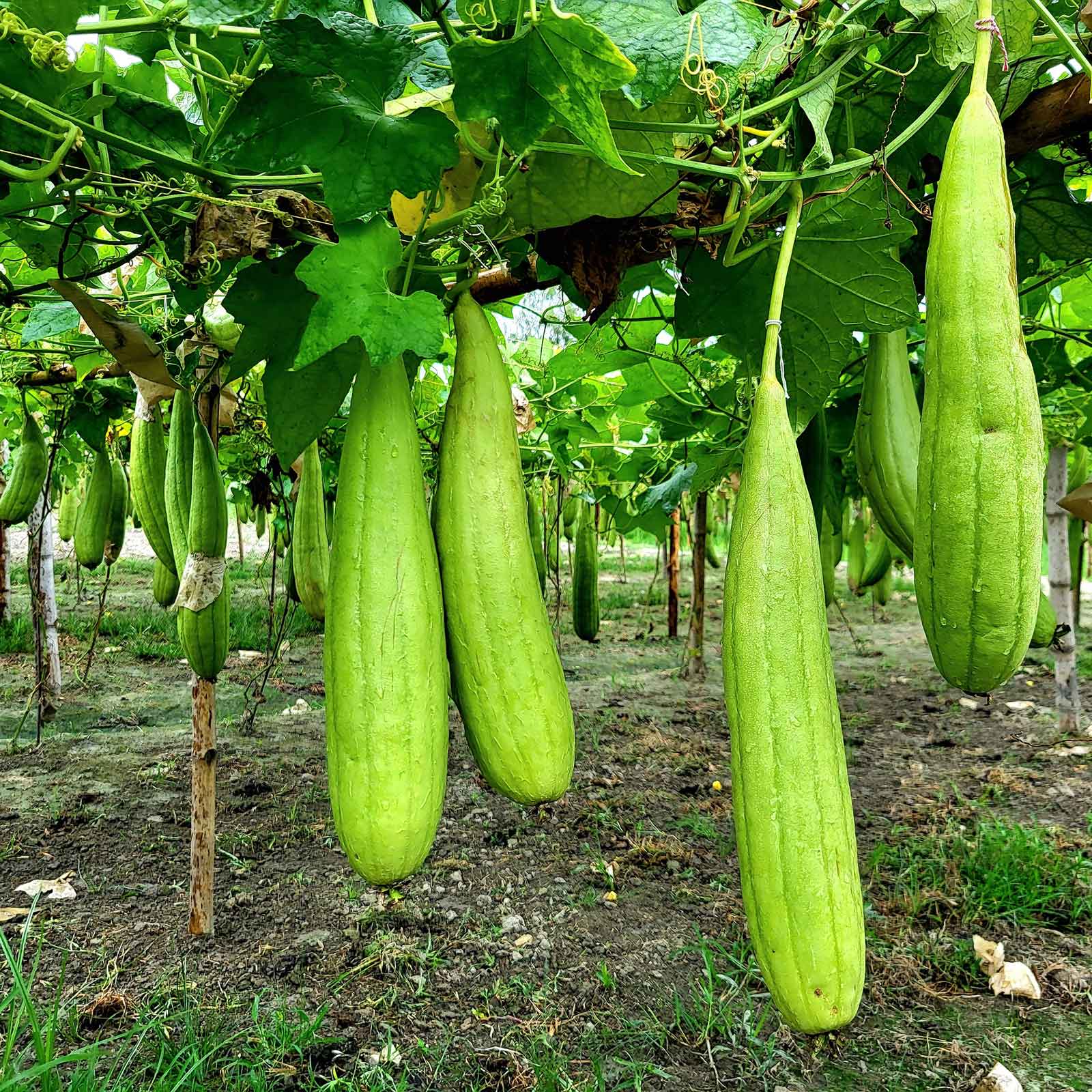 Luffa gourds hanging from their vine ready to be harvested.