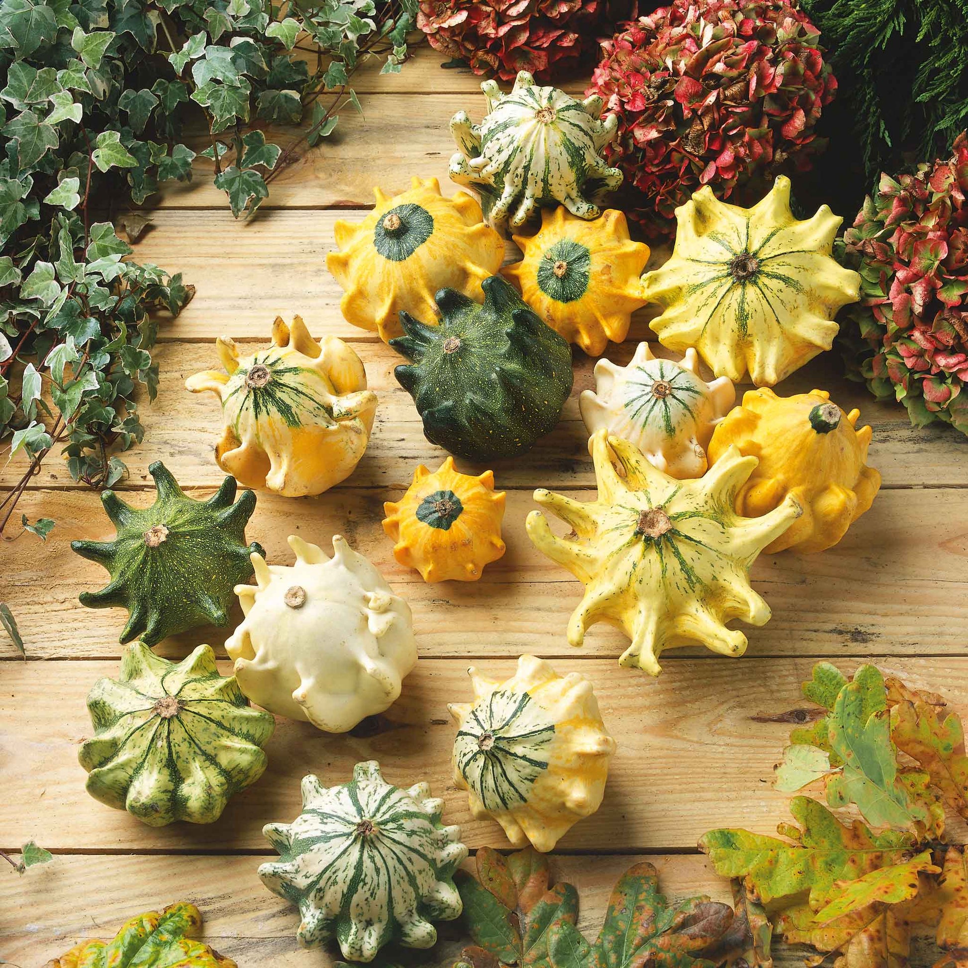 An overhead view of a Shenot Crown of Thorns gourds, featuring their prominent thorny ridges.