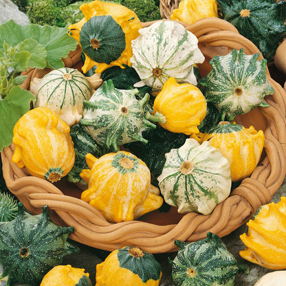 Close-up of Shenot Crown of Thorns gourds with distinctive, horn-like spines, sitting in a basket.