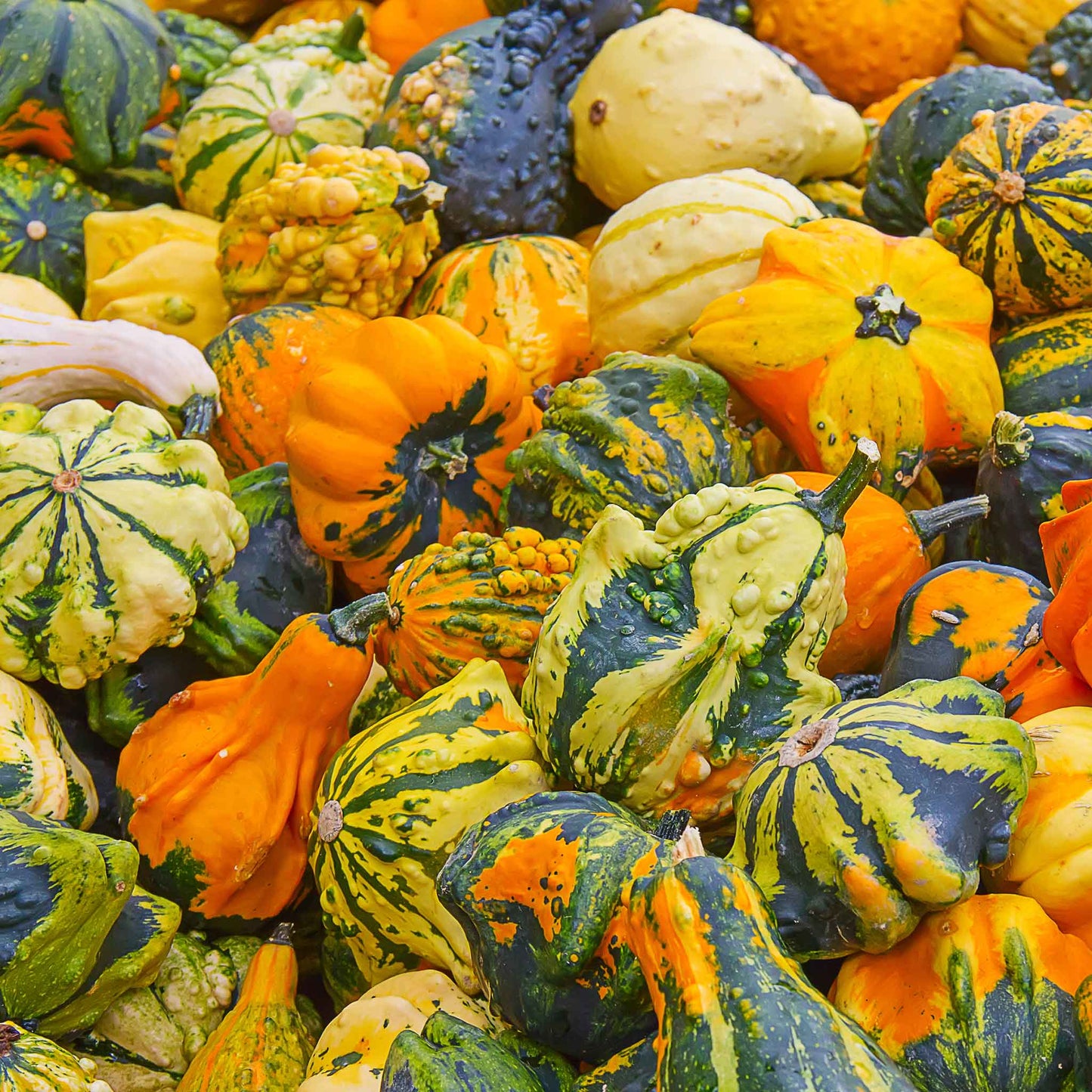 An assortment of small gourds in different shapes and colors, including striped, bumpy, and smooth varieties.