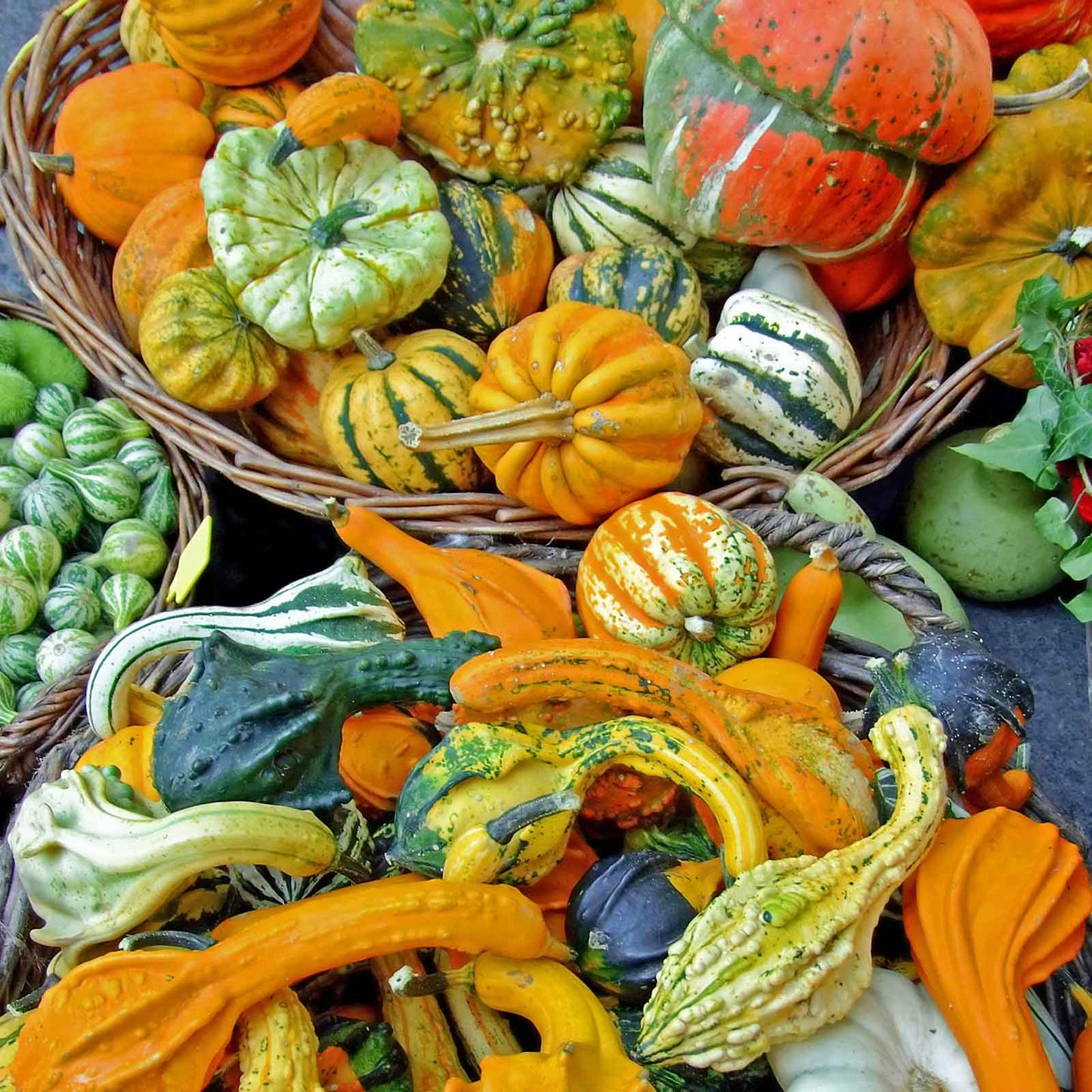 Several small, mixed gourds, primarily round and varying in color, displayed together.