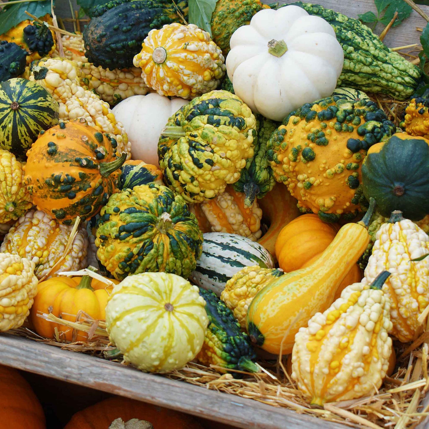 A close-up of small, ornamental gourds in various shapes, sizes, and colors.
