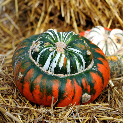A close-up view of a dried, brightly colored Turks Turban gourd with a distinctive cap-like structure.
