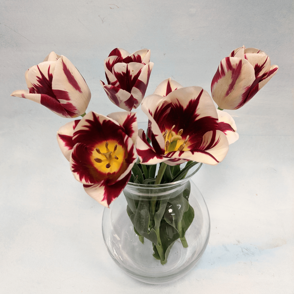 Tulip 'Grand Perfection'