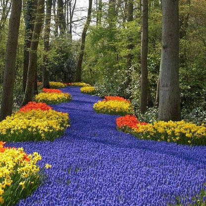 A blue river of Armeniacum grape hyacinth bulbs bordered by colorful flowers in a wooded setting.