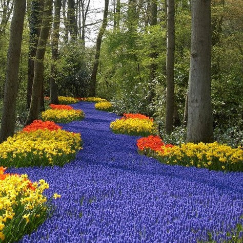 A blue river of Armeniacum grape hyacinth bulbs bordered by colorful flowers in a wooded setting.