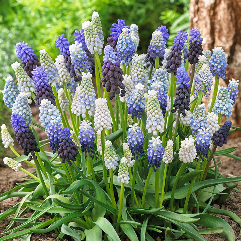 Close-up of vibrant blue and white Delft Blue Mix grape hyacinths blooming in a cluster with green foliage.
