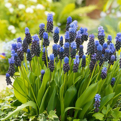 Close-up of vibrant purple-blue Latifolium grape hyacinths blooming in a cluster with green foliage. | copyright: Floramedia UK Ltd