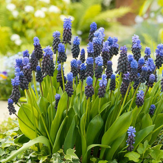Latifolium grape hyacinths with dark blue spikes, pale blue tops and broad green leaves