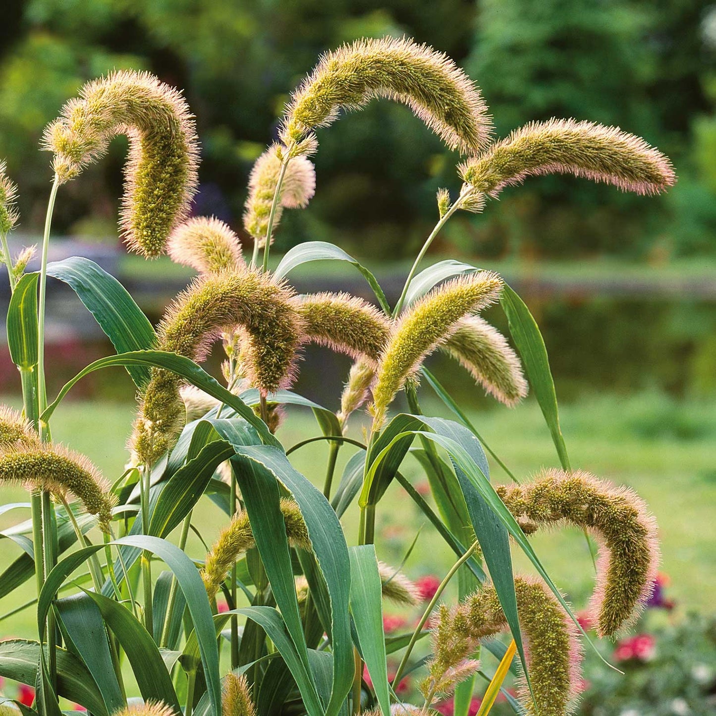 Golden foxtail millet plant with drooping seed heads against a dark blurred background.