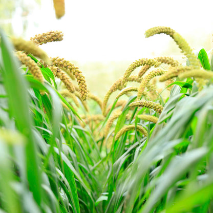 Golden foxtail millet seed heads on stalks against a dark background.