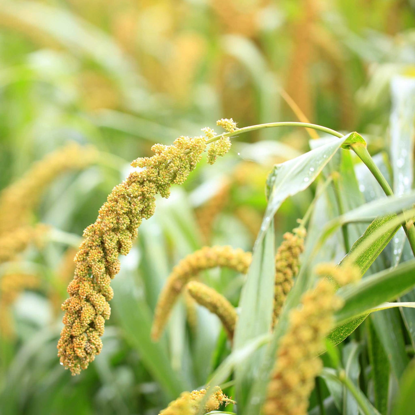 Foxtail millet with golden seeds on green stalks against a blurred natural background.