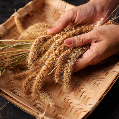Light brown foxtail millet seed heads held in hands against a warm blurred background.