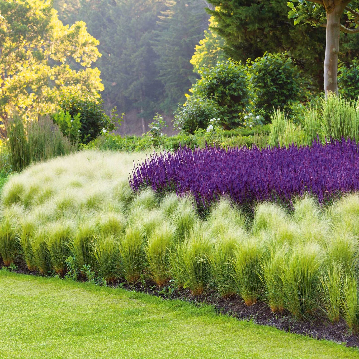 Mexican feather grass with feathery green blades in a colorful purple and green garden.