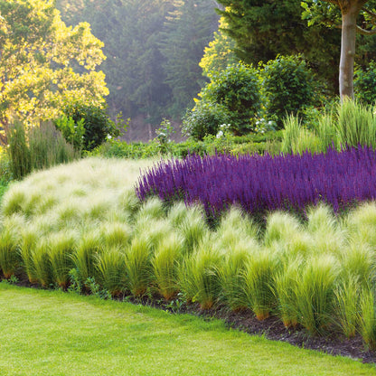 Mexican feather grass with feathery green blades in a colorful purple and green garden.