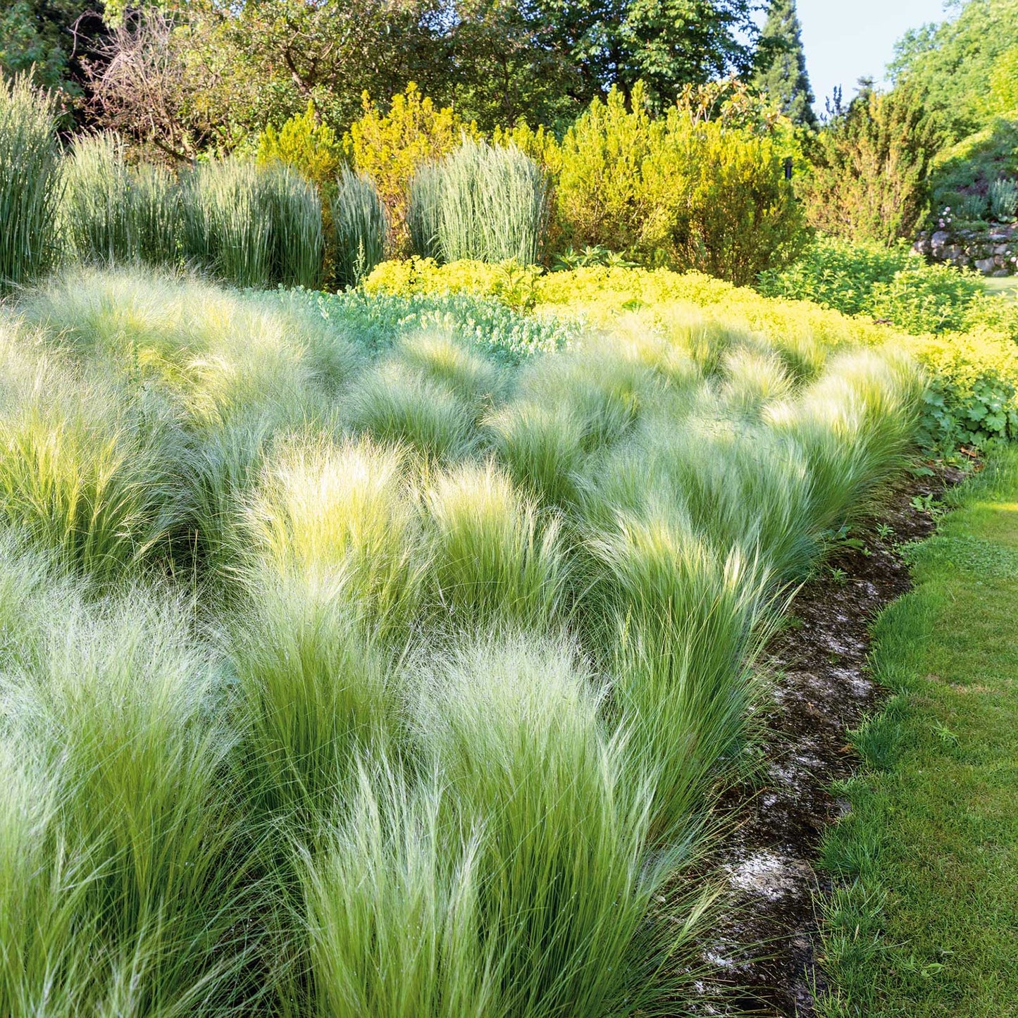 Close-up of Mexican feather grass seed heads in golden-brown tones against a blurred background.