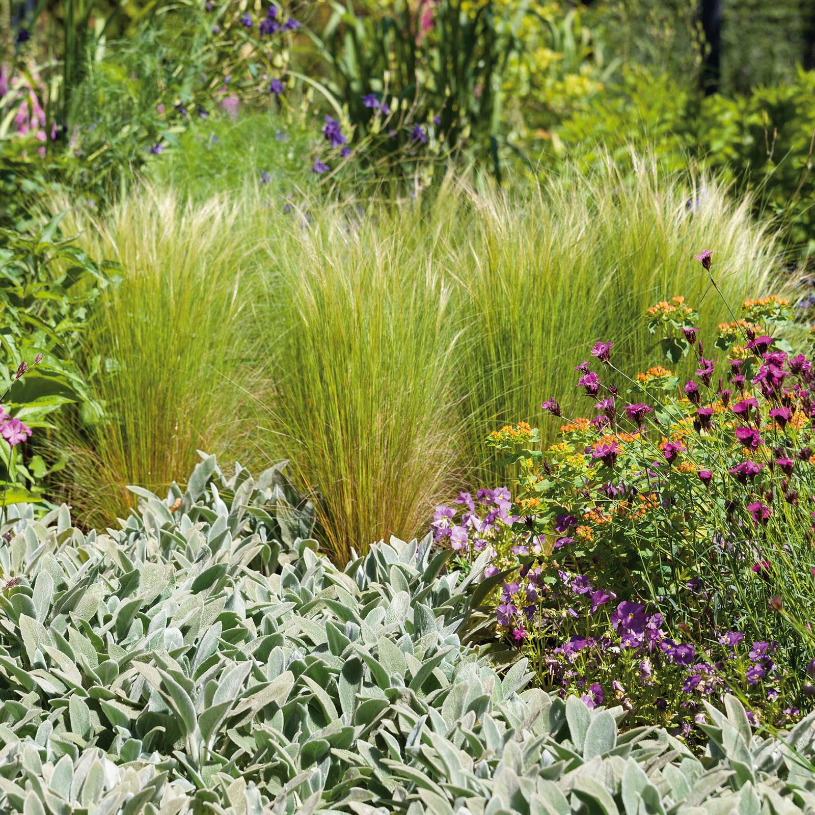Mexican feather grass with soft feathery plumes in a sunny field with flowers in the background.