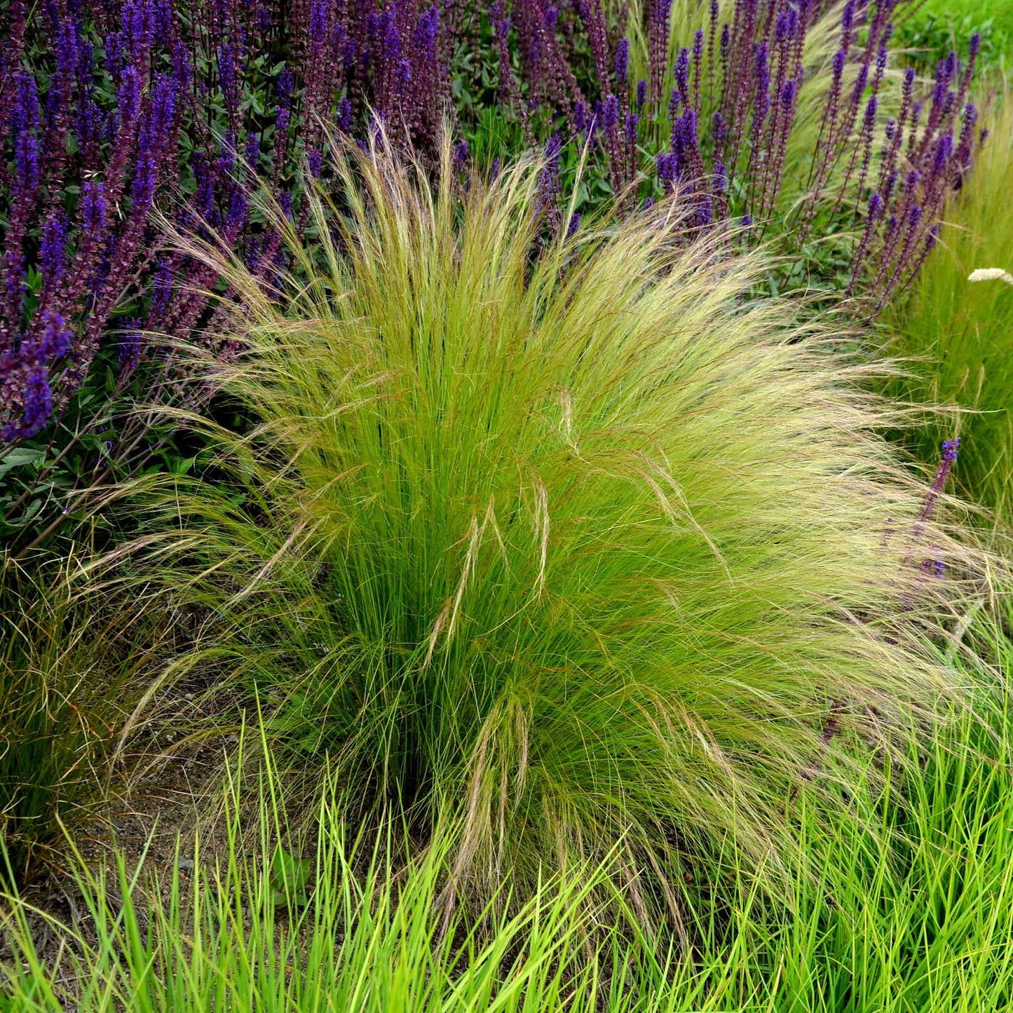 Single Mexican feather grass plant with wispy seed heads against a soft purple blurred background.